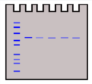Gel with molecular weight ladder stained with Coomassie blue showing the same protein at different concentrations. Links to Western blot and Electrophoresis webpage.