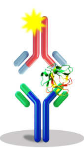 Two antibodies detecting a protein in an ELISA well. Links to the ELISAs webpage.