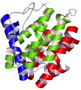 3-D protein structure. Links to Protein and Growth Factors webpage.