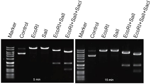 EXact-Cut restriction enzymes demonstration digestion efficiency on image of a gel.