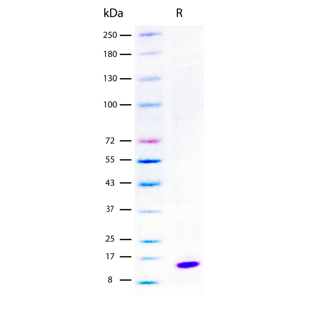 SDS-PAGE gel image showing a single band for Recombinant Mouse IL-3 Protein, Animal Component-Free, protein stained with Coomassie blue.