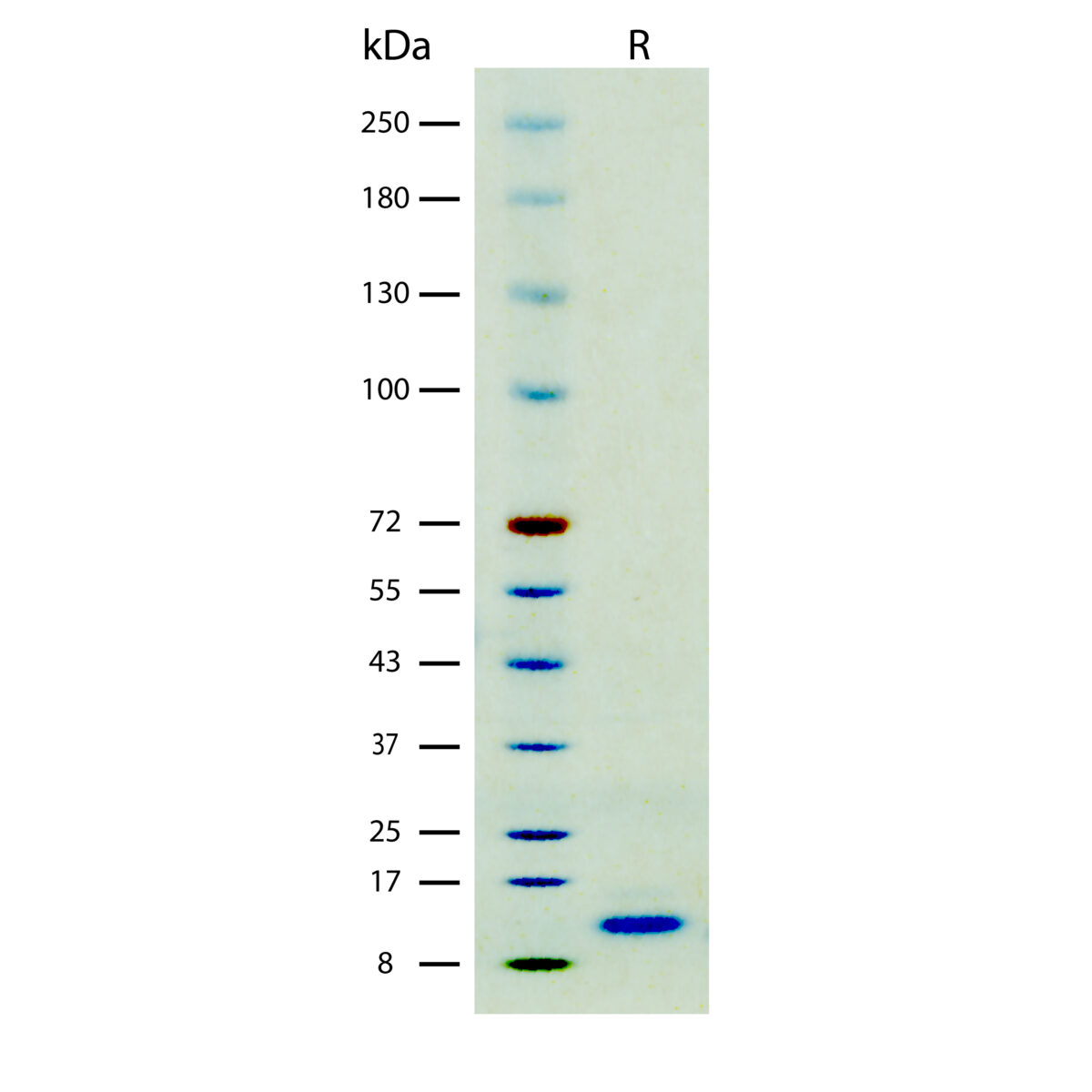 SDS-PAGE gel image showing a single band for Recombinant Mouse GM-CSF Protein, Animal Component-Free, protein stained with Coomassie blue.