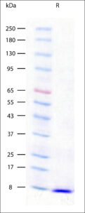 SDS-PAGE image showing purity for Recombinant Human EGF Animal Component-Free (EXRP011-ACF) >97%.