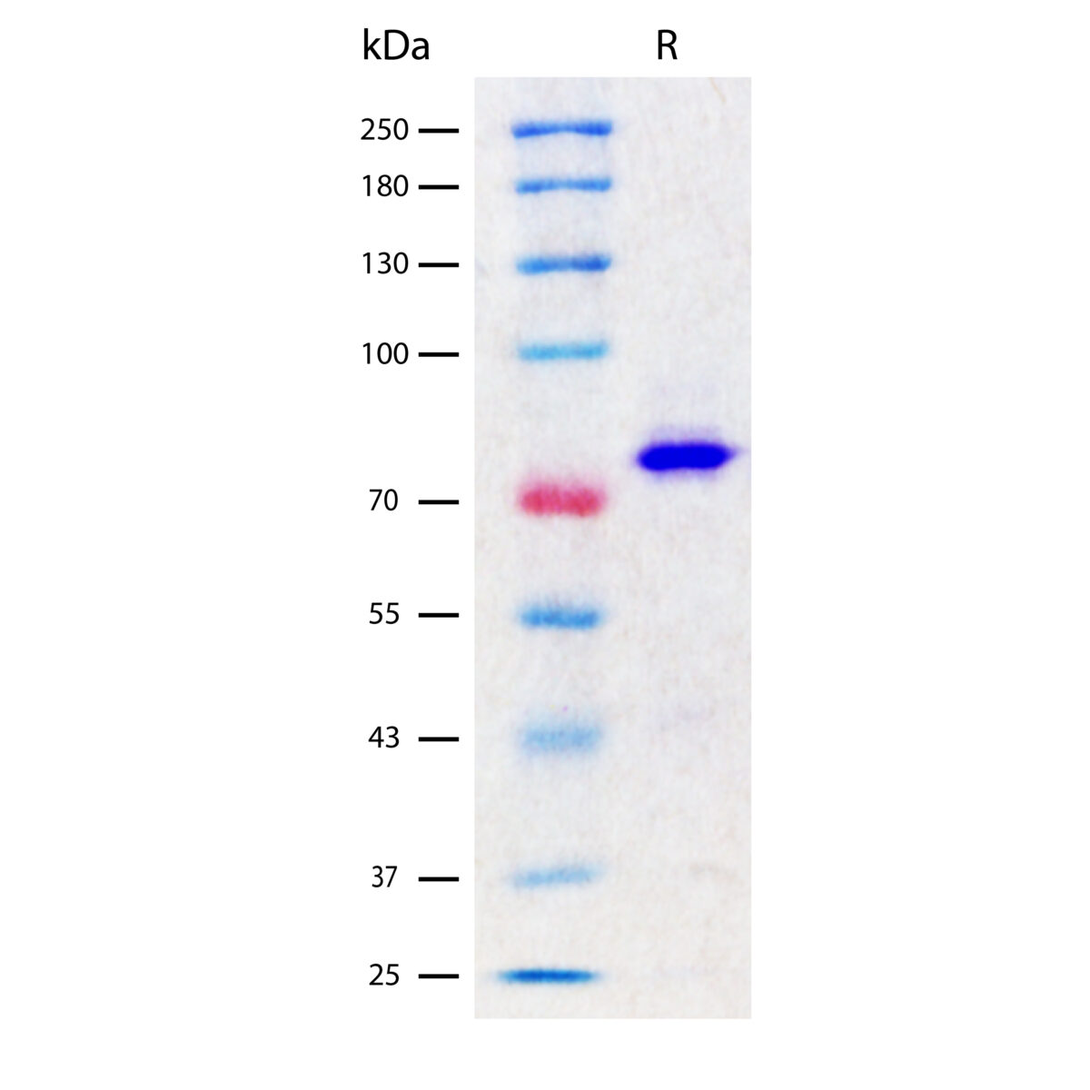 SDS-PAGE image showing purity for Recombinant Bovine Serum Albumin (rBSA) protein (EXRP053) >98%.