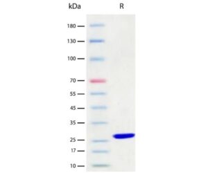 Recombinant SUMO Protease Ulp1p (EXRP130-ACF)